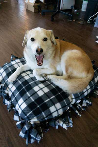 No sew buffalo plaid dog bed