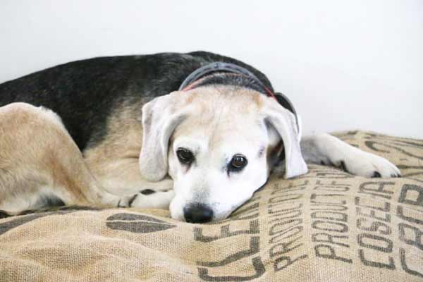 No sew easy burlap sack dog bed