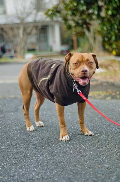 Canine coat