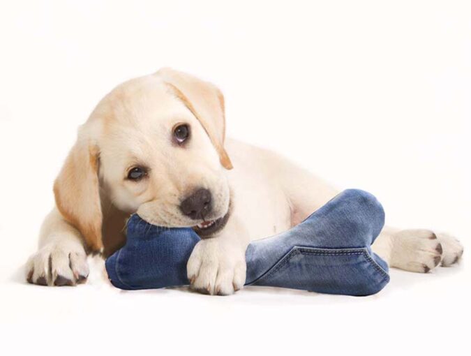 diy dog bone toy with free pattern