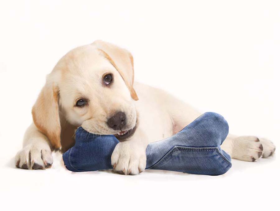 diy dog bone toy with free pattern