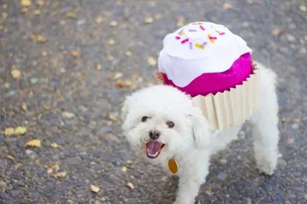 Dog cupcake costume