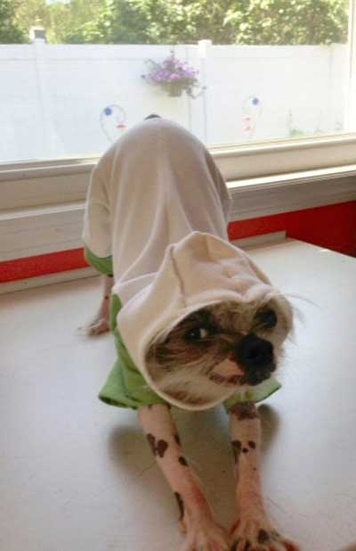 Dog hoodie pajama