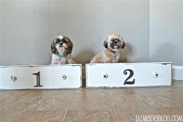 Drawer dog beds