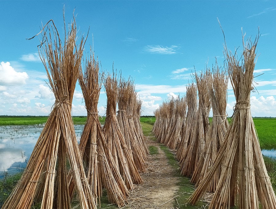 making of burlap = drying jute plant