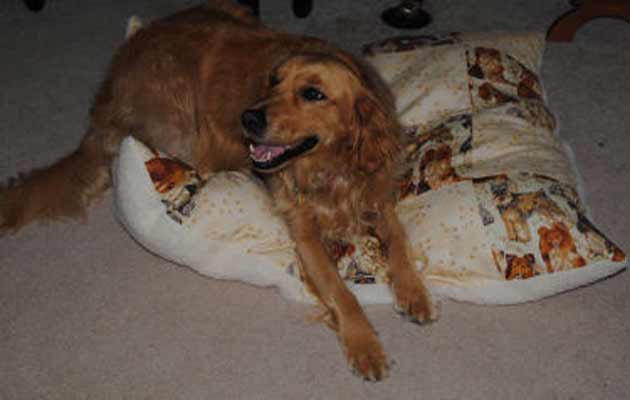 Patchwork dog bed