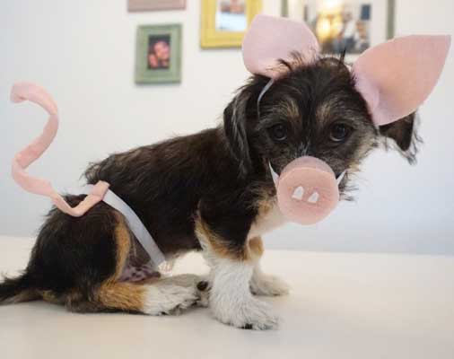 Diy piglet dog costume