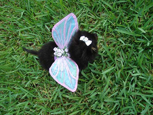 DIY Pet Fairy Costume