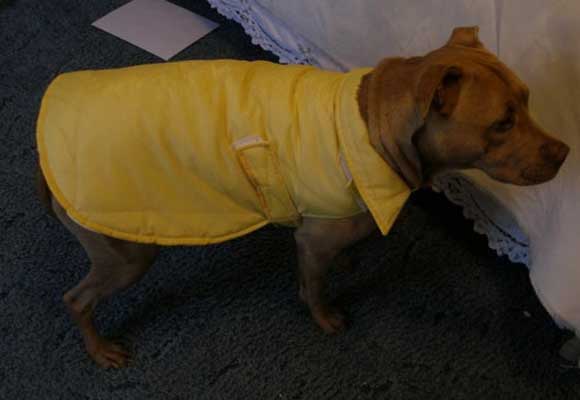 Waterproof dog coat